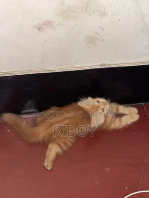 ১-৩ মাস বয়সী মেয়ে পিওর পার্শিয়ান বিড়াল
