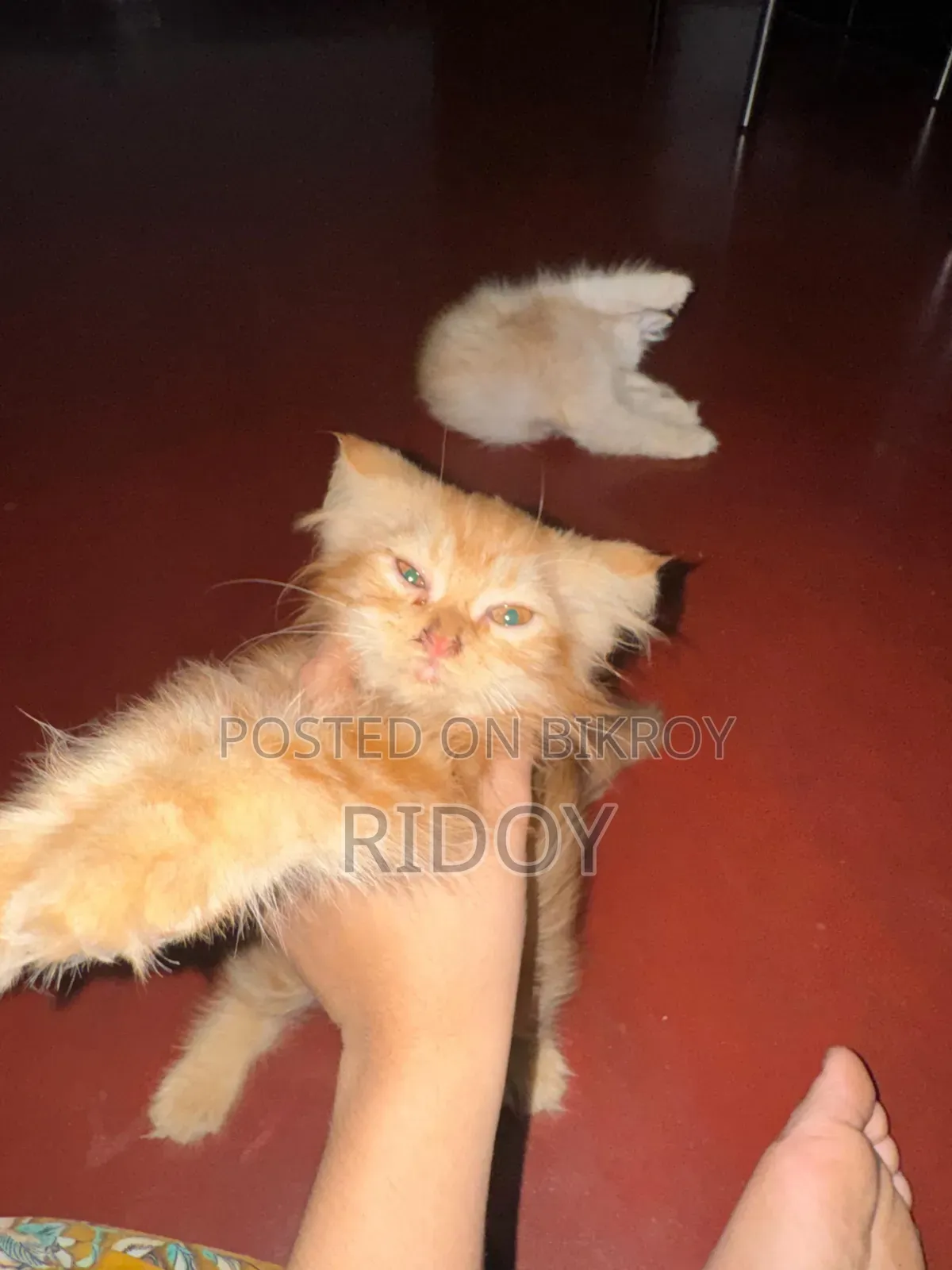 ১-৩ মাস বয়সী মেয়ে পিওর পার্শিয়ান বিড়াল