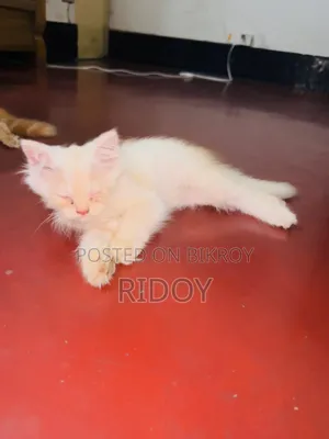 ১-৩ মাস বয়সী মেয়ে পিওর পার্শিয়ান বিড়াল