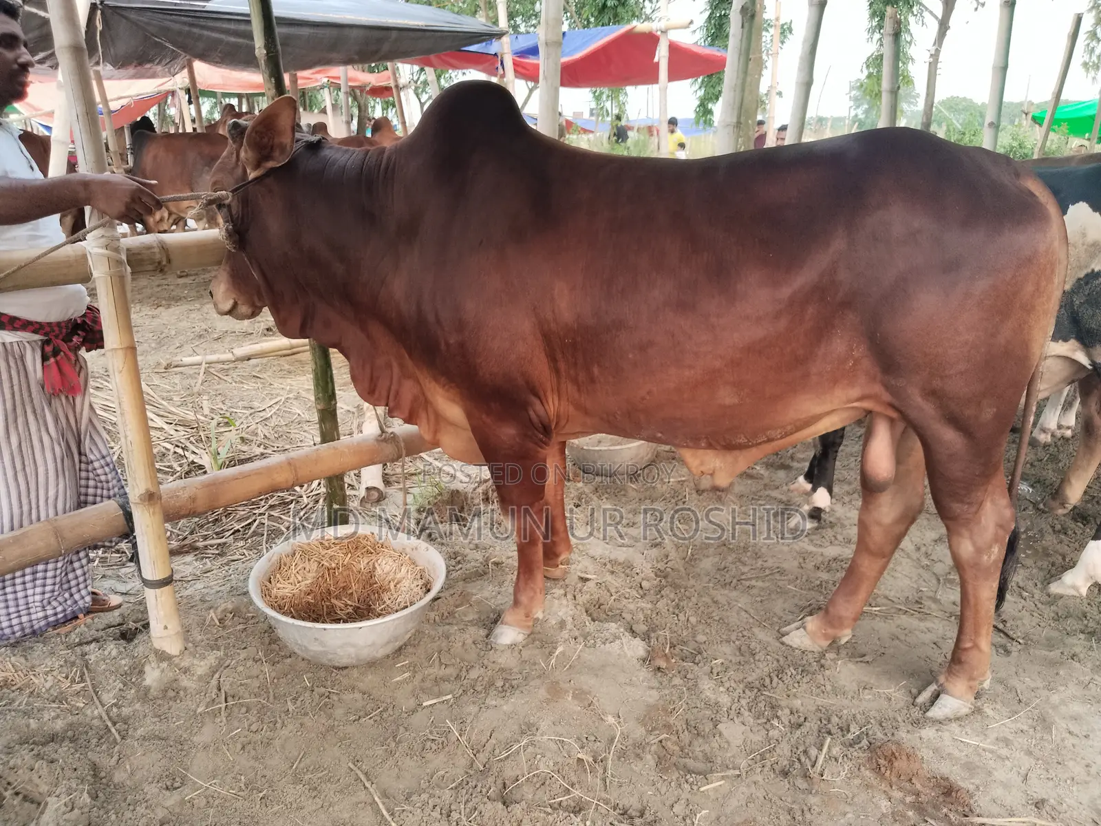 Mamun Agro Farm