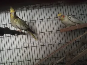 Pair of Running Cockatiels for Sale