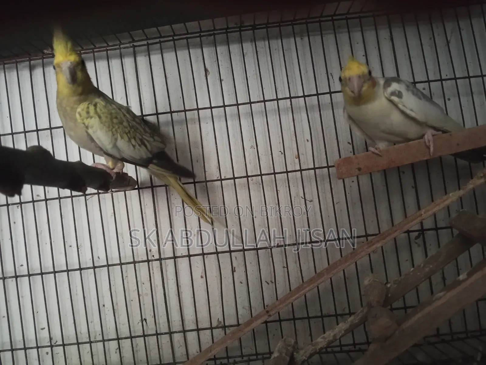 Pair of Running Cockatiels for Sale