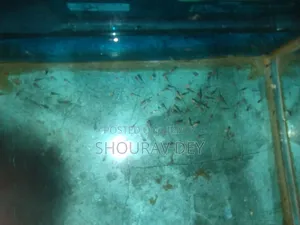 Guppy Baby