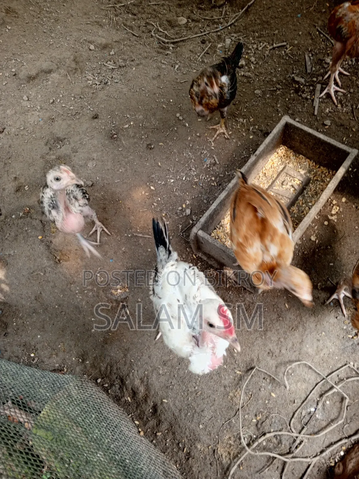 8 Pieces of Chicken
