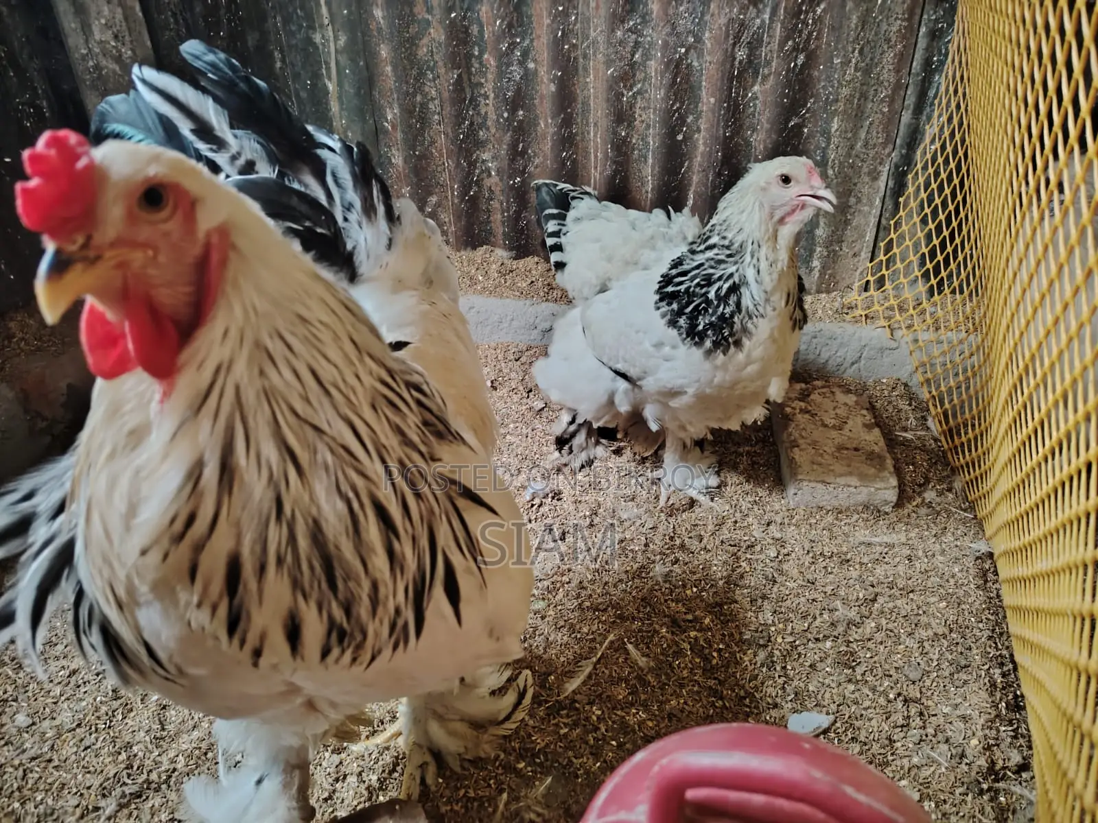 Foreign Chicken Farm for Sale