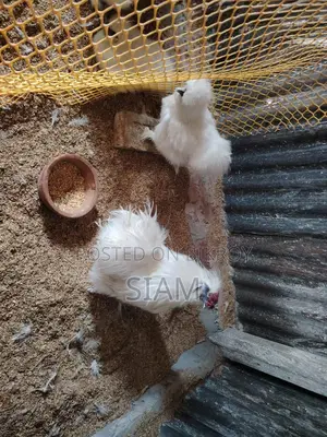 Foreign Chicken Farm for Sale
