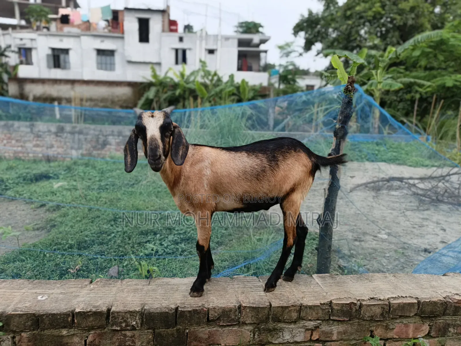 Healthy and Fresh Desi Goat for Sale