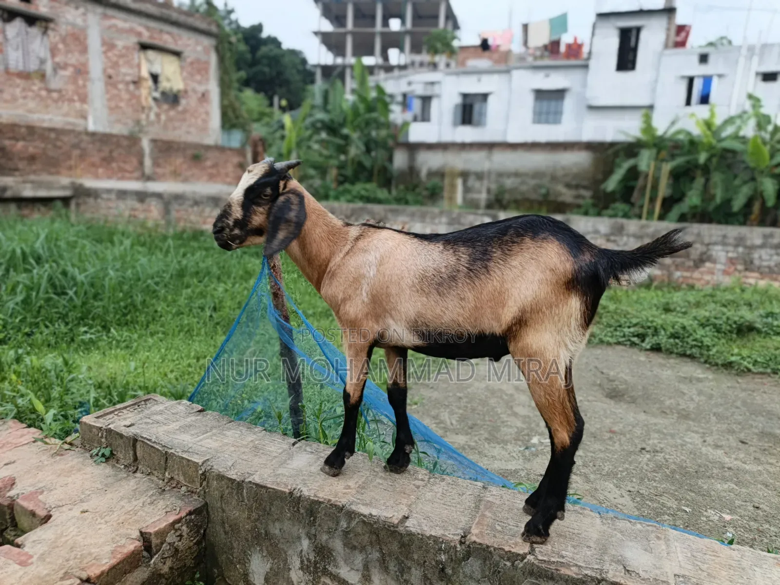 Healthy and Fresh Desi Goat for Sale