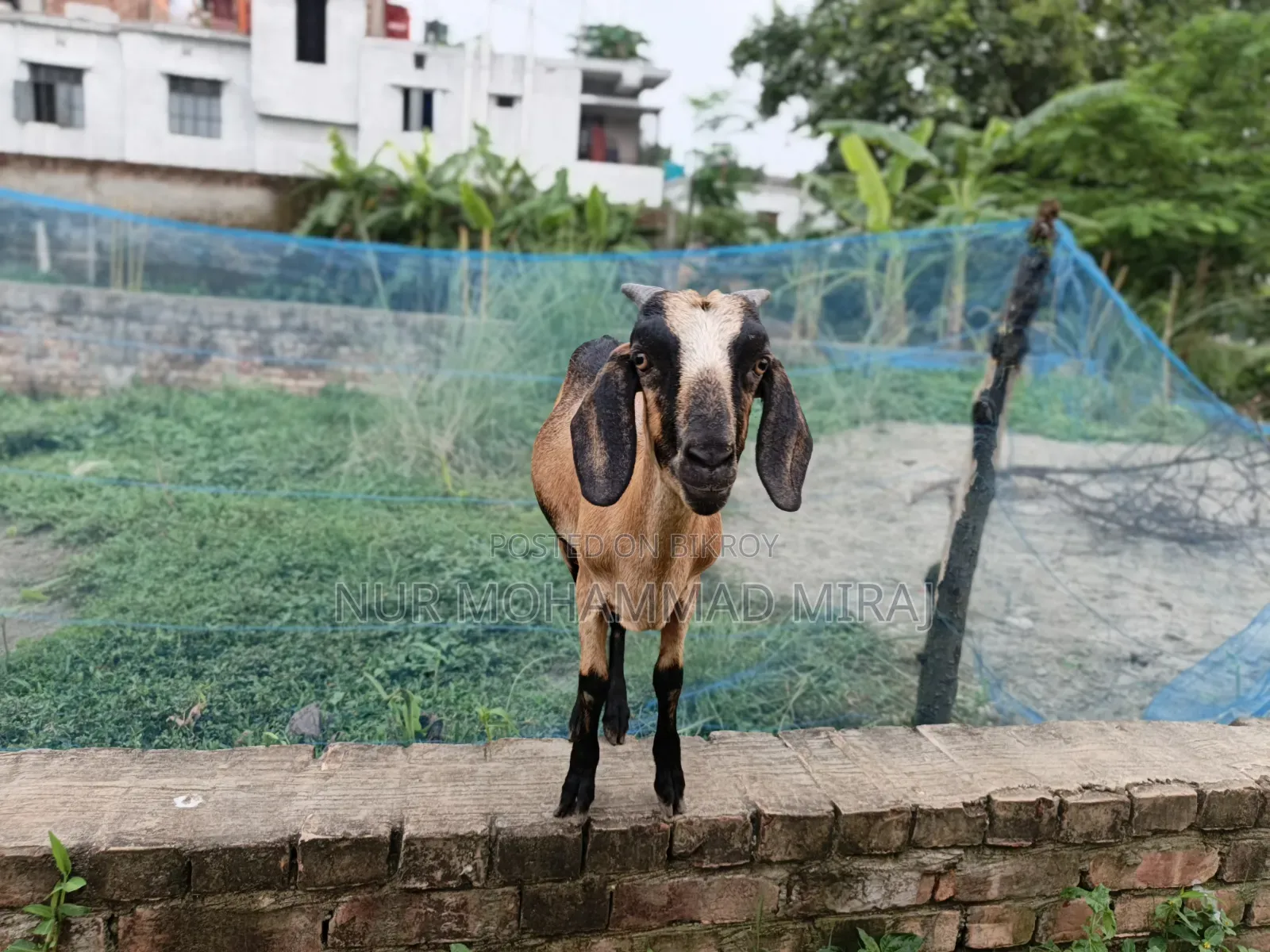 Healthy and Fresh Desi Goat for Sale