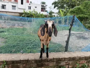 Healthy and Fresh Desi Goat for Sale