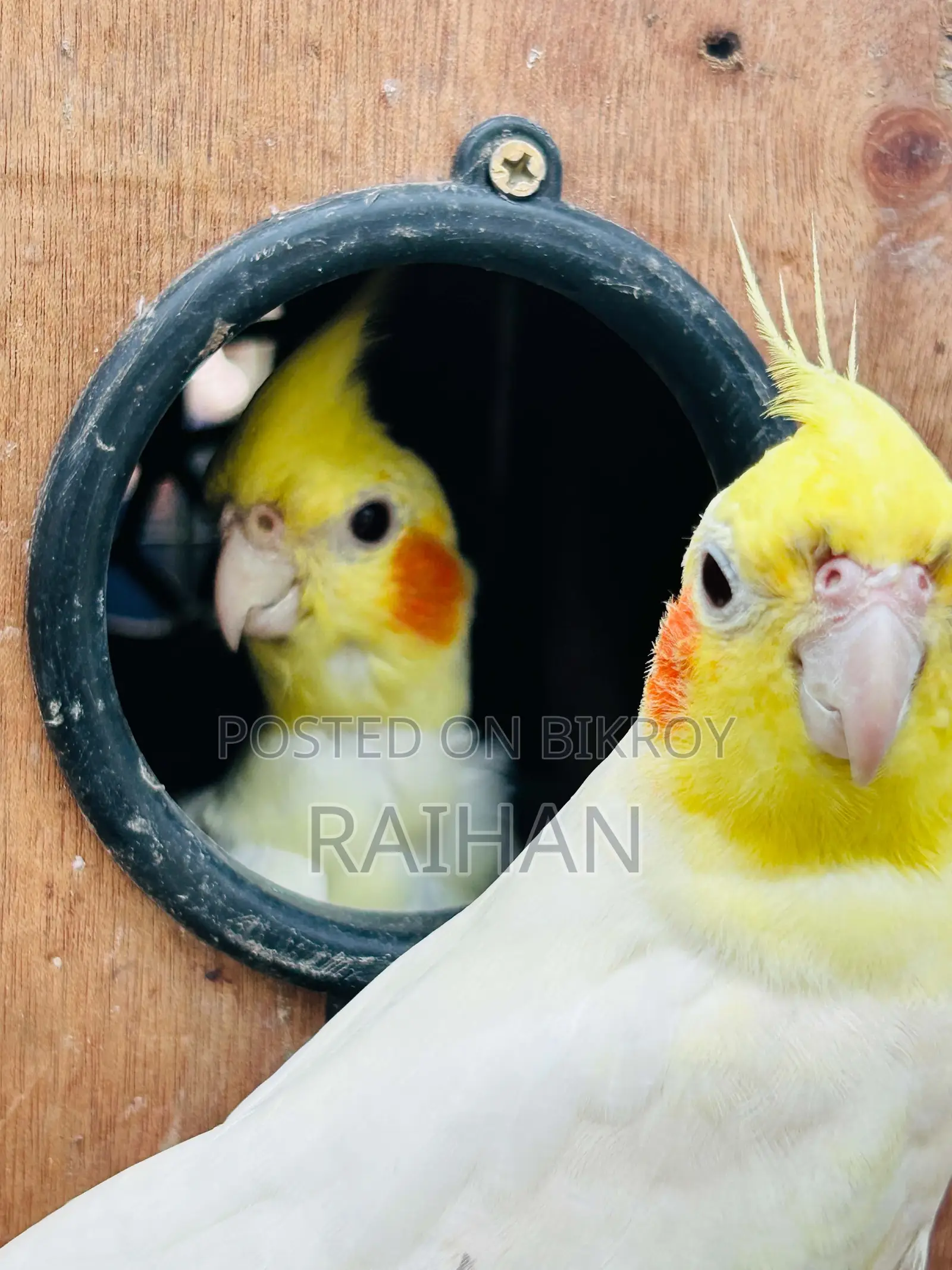 Loutino Cockatiel Bird Adult Pair