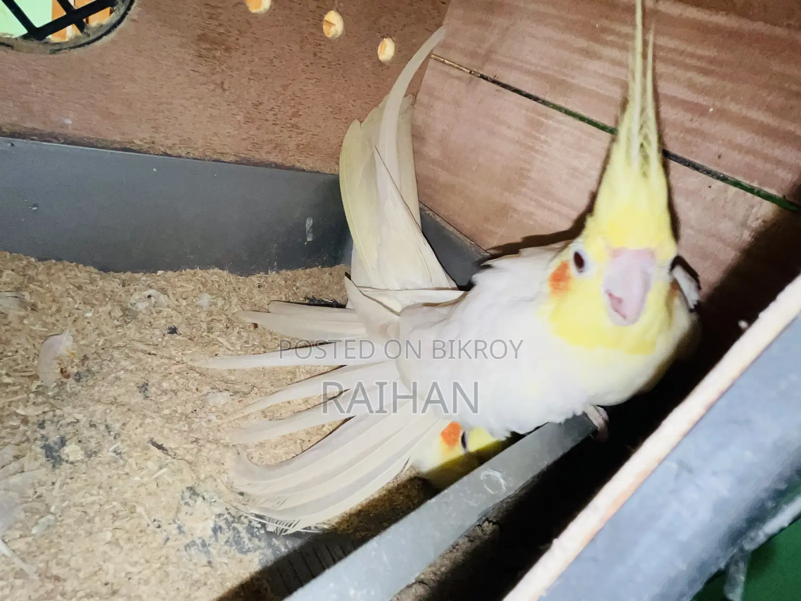 Loutino Cockatiel Bird Adult Pair