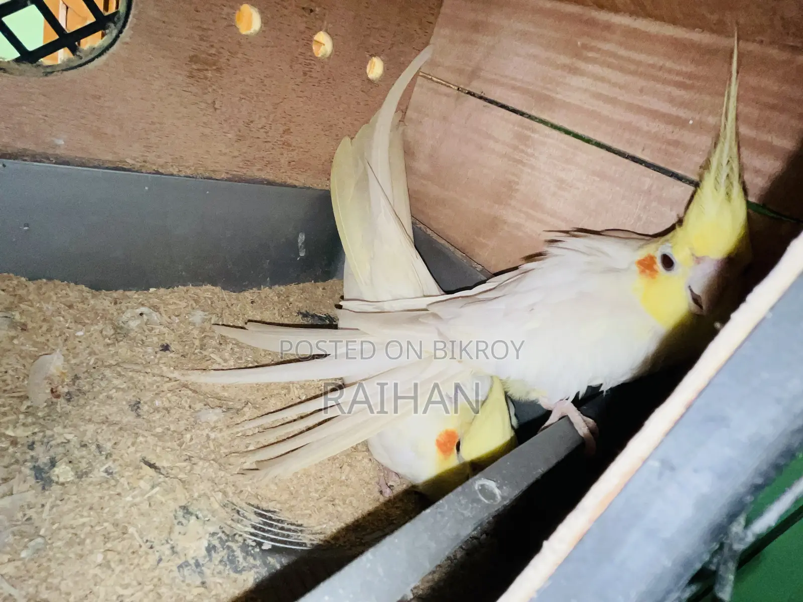 Loutino Cockatiel Bird Adult Pair