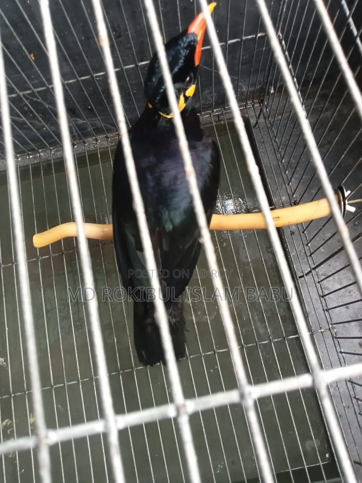 Myna bird, a cherished pet that can talk, selling due to financial need