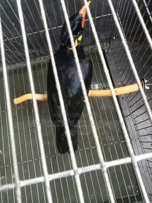 Myna bird, a cherished pet that can talk, selling due to financial need