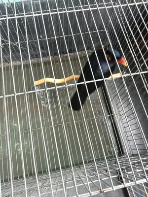 Myna bird, a cherished pet that can talk, selling due to financial need