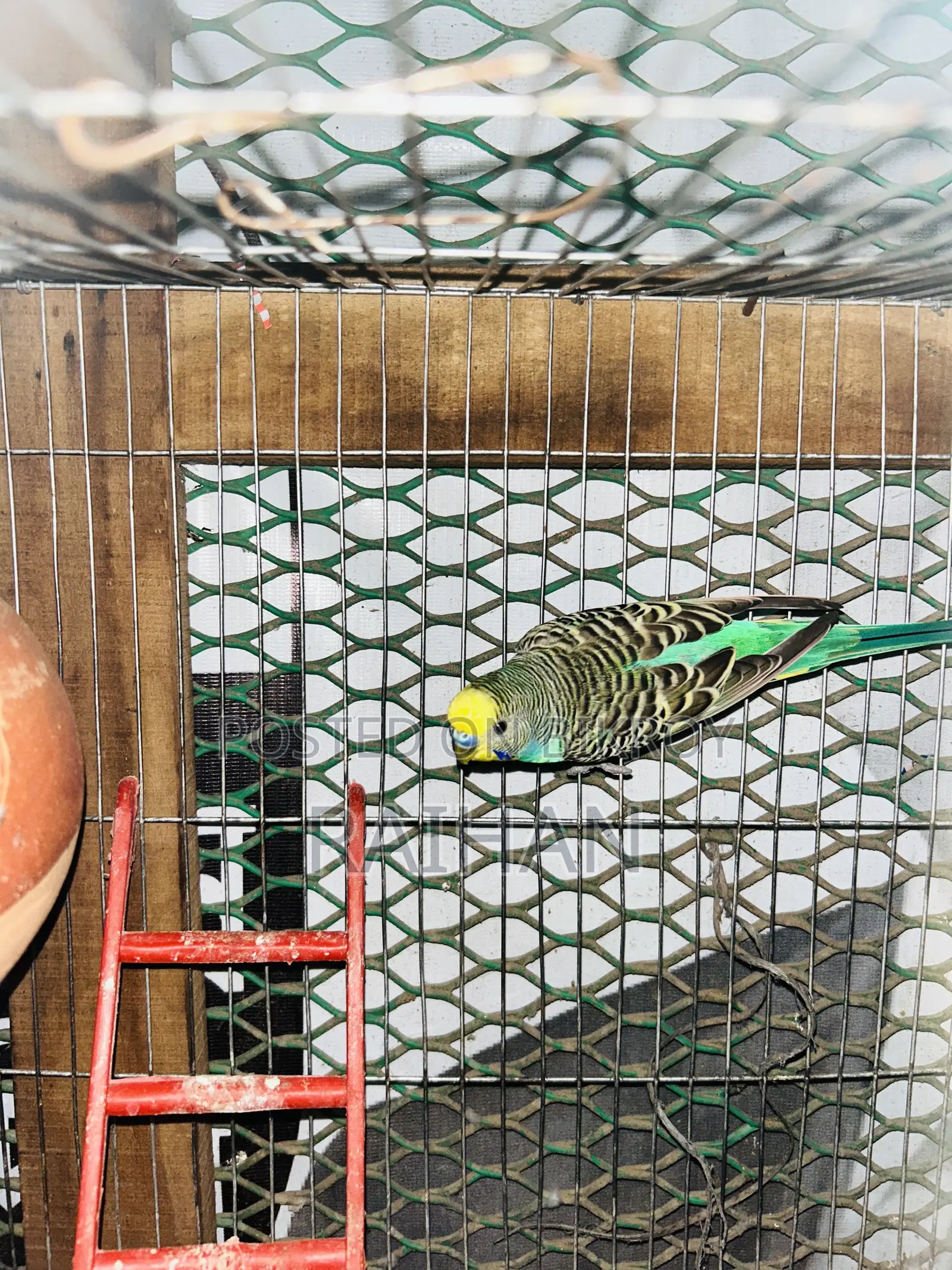 Male Budgie