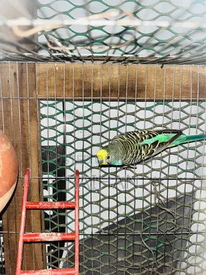 বাজরিগার মেল