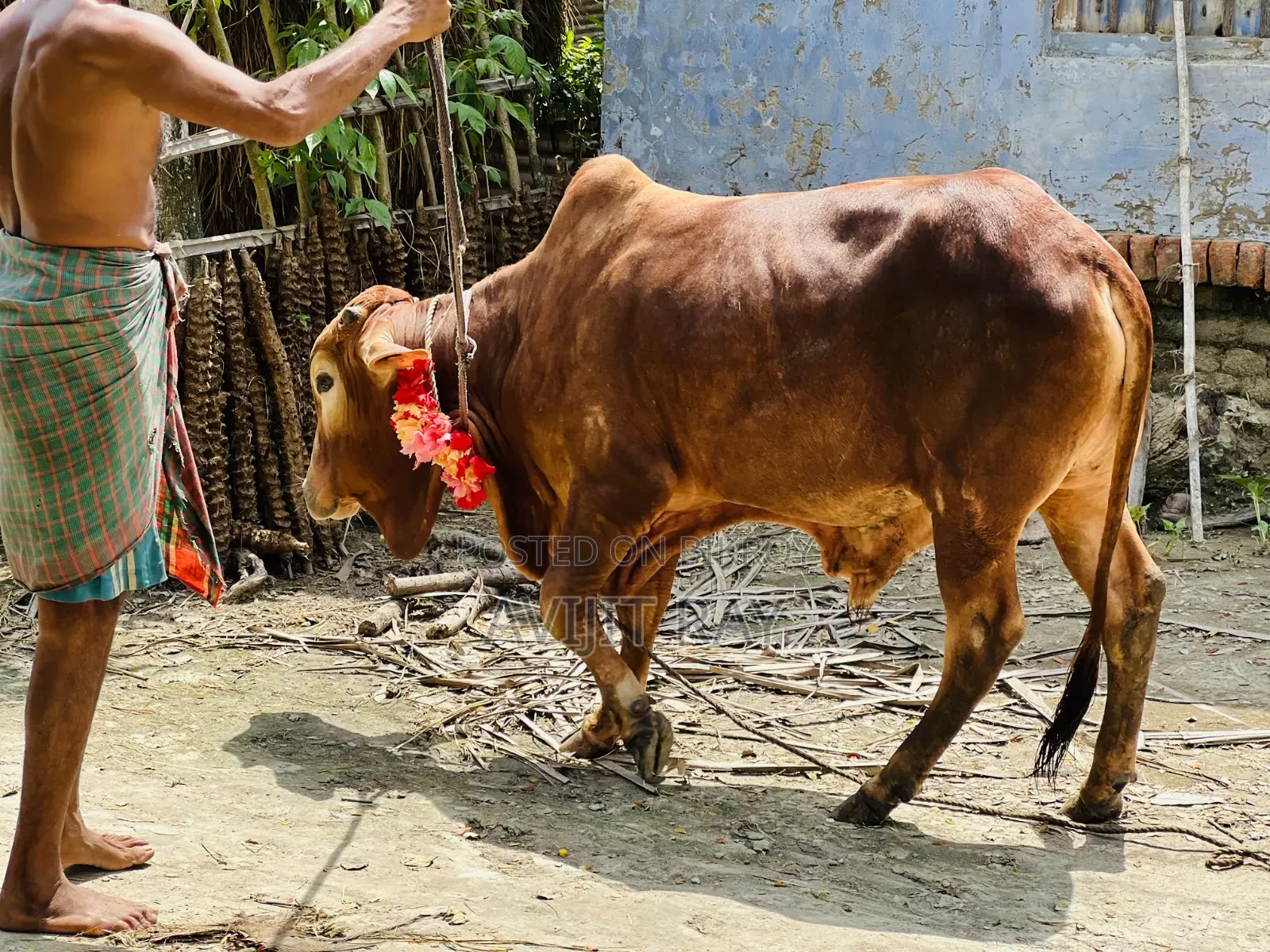 কোরবানির গরু