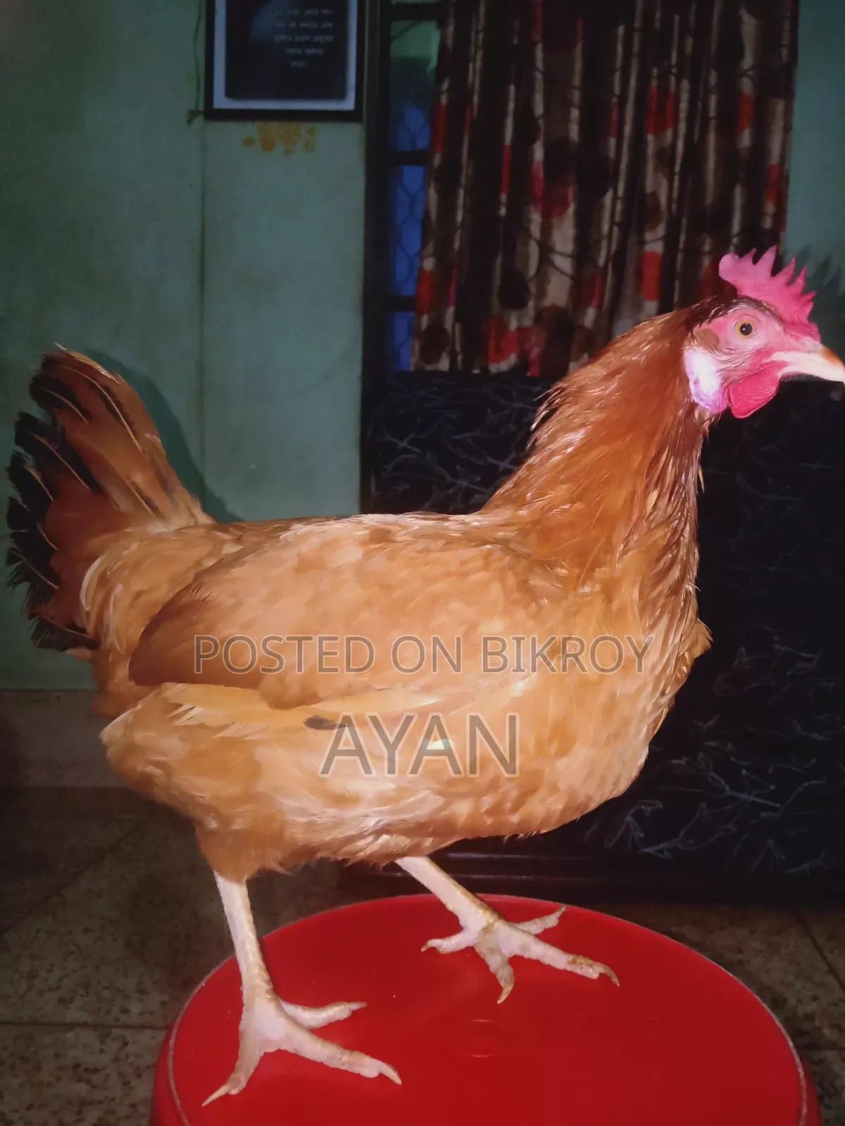 Tiger Chicken