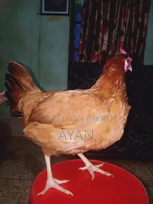 Tiger Chicken