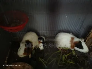 Healthy Guinea Pig Pair with a Baby