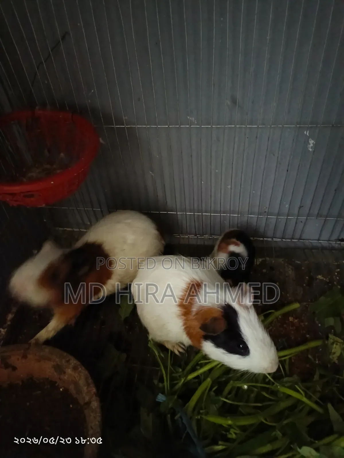 Healthy Guinea Pig Pair with a Baby