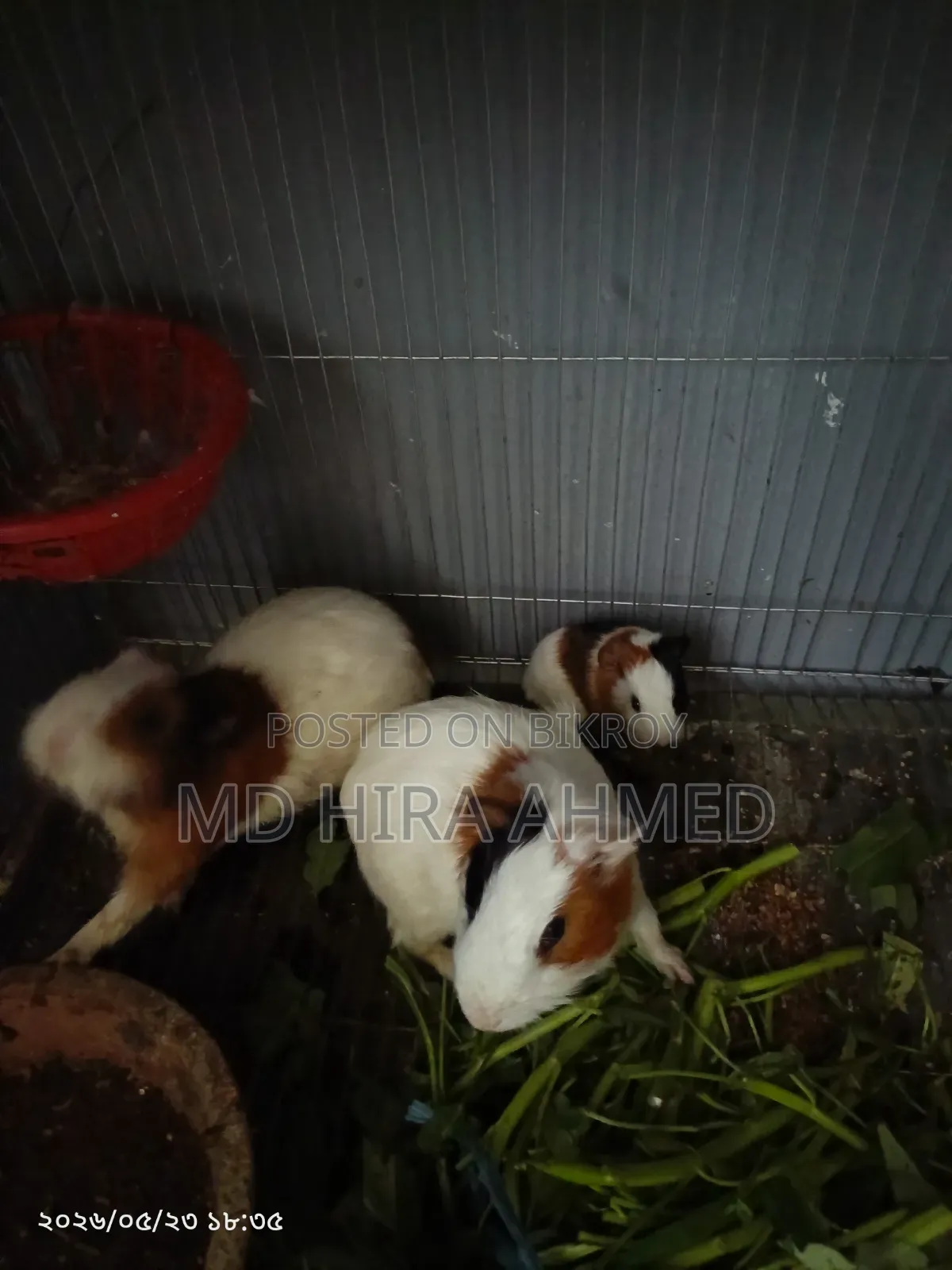 Healthy Guinea Pig Pair with a Baby