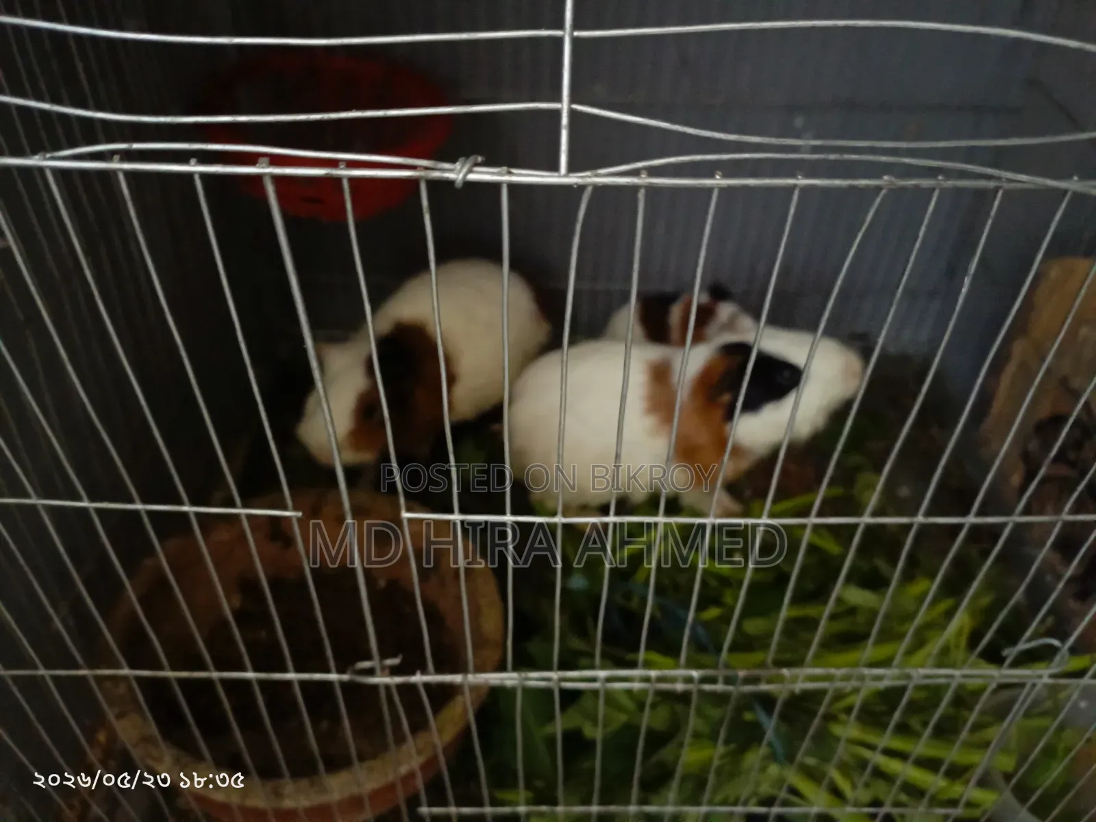Healthy Guinea Pig Pair with a Baby