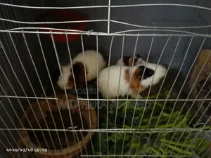 Healthy Guinea Pig Pair with a Baby