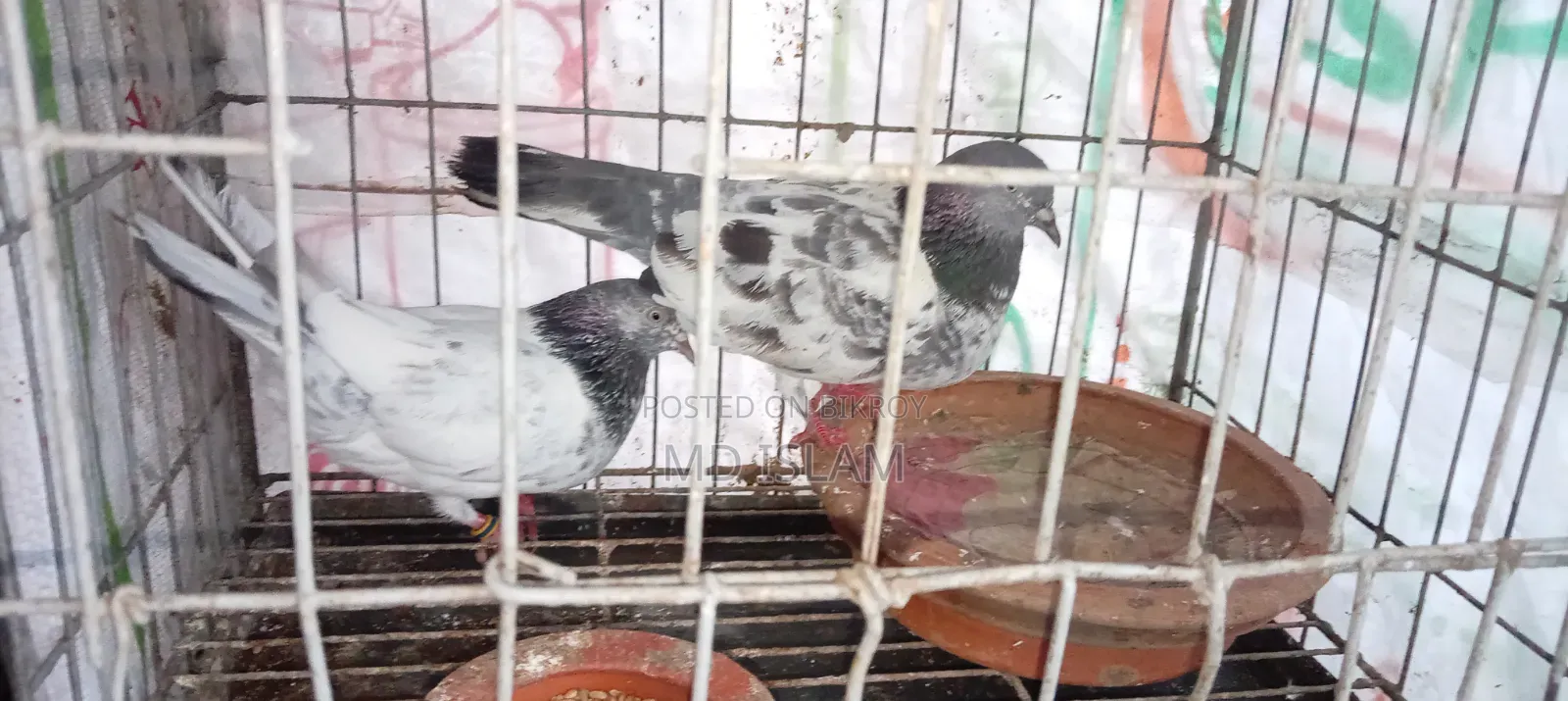 Some Good Breed Pigeons
