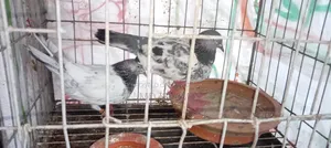 Some Good Breed Pigeons