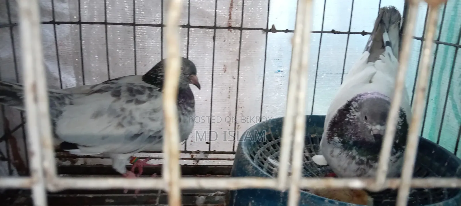 Some Good Breed Pigeons