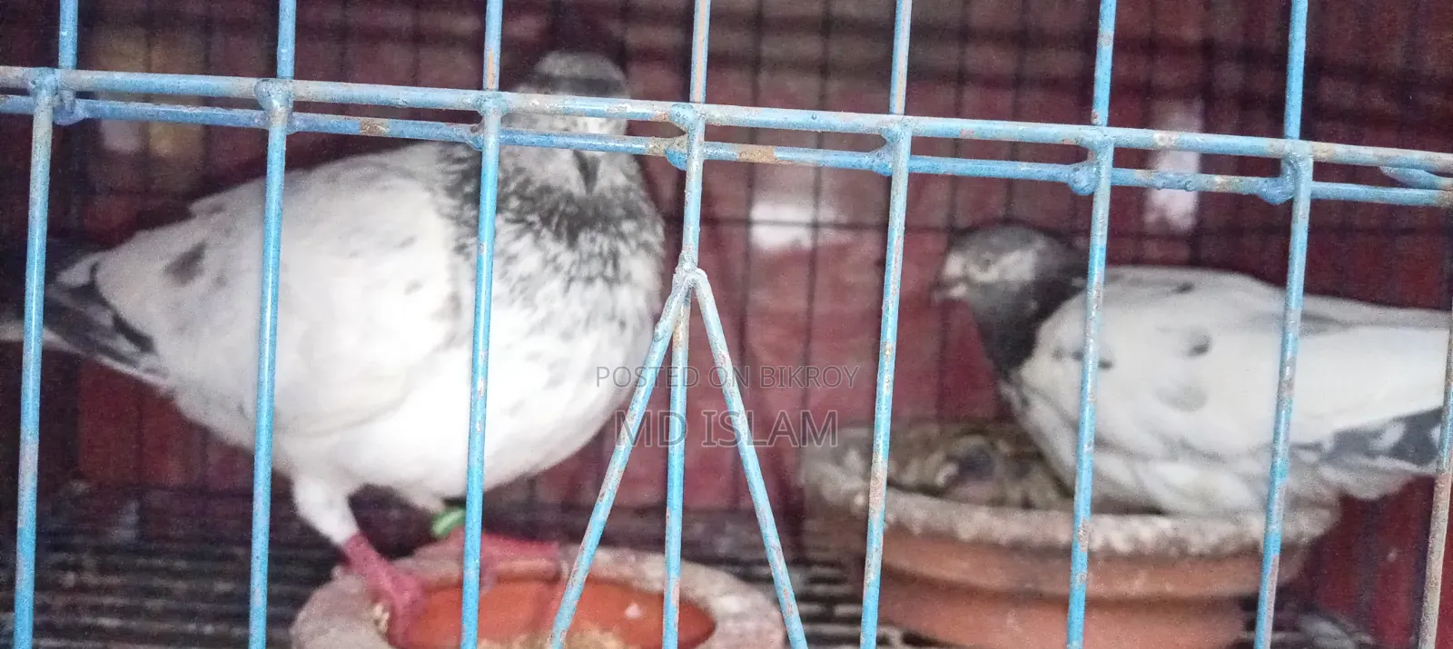 Some Good Breed Pigeons