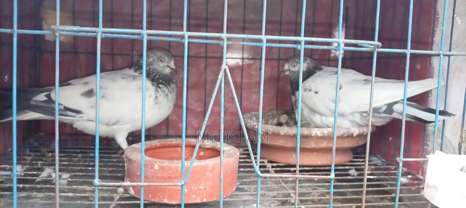 Some Good Breed Pigeons