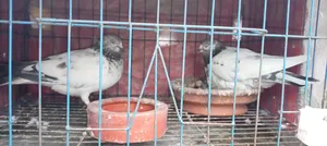 Some Good Breed Pigeons