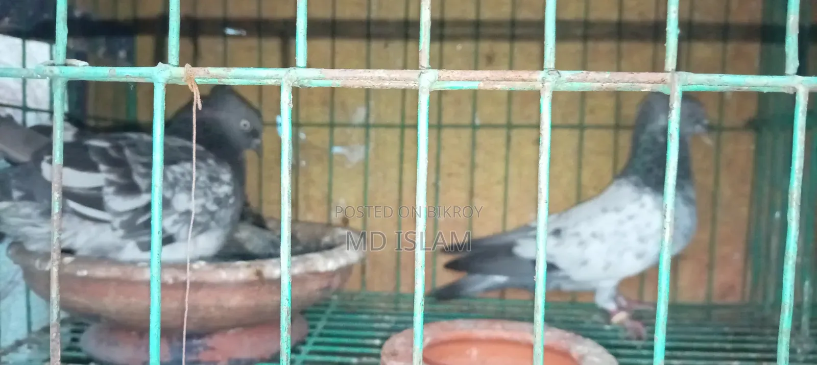 Some Good Breed Pigeons