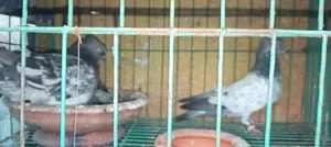 Some Good Breed Pigeons