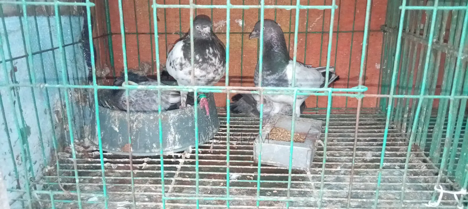 Some Good Breed Pigeons
