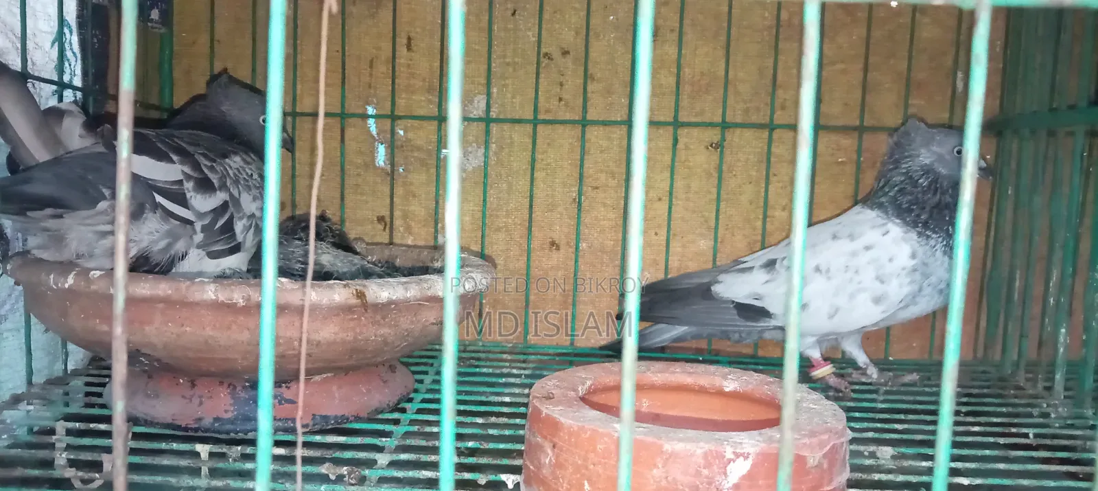 Some Good Breed Pigeons