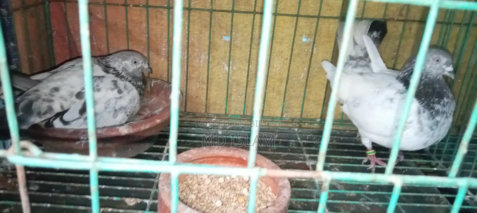 Some Good Breed Pigeons