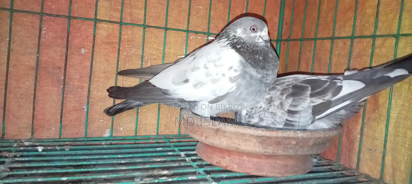 Some Good Breed Pigeons