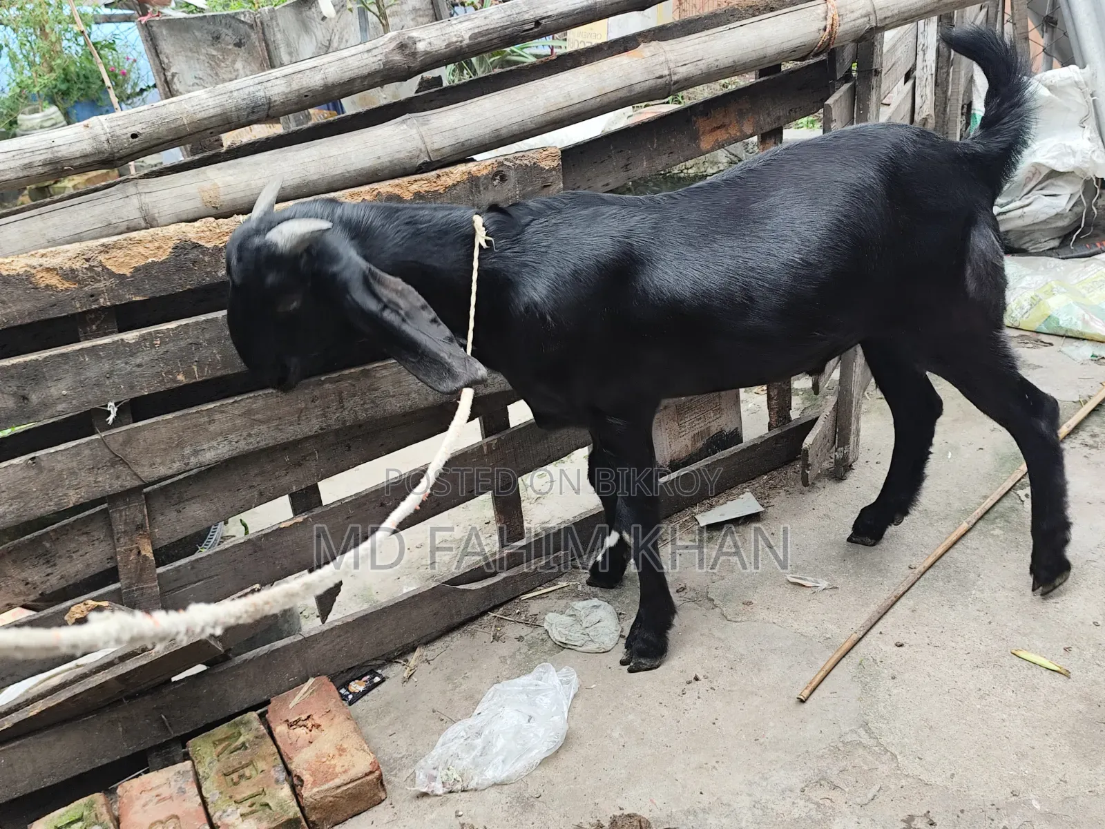 খাসি বিক্রি করা হবে ৫ টি