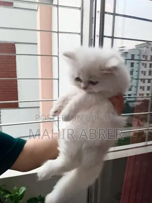 1-3 Months Female Purebred Exotic