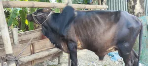 Qurbani Cow