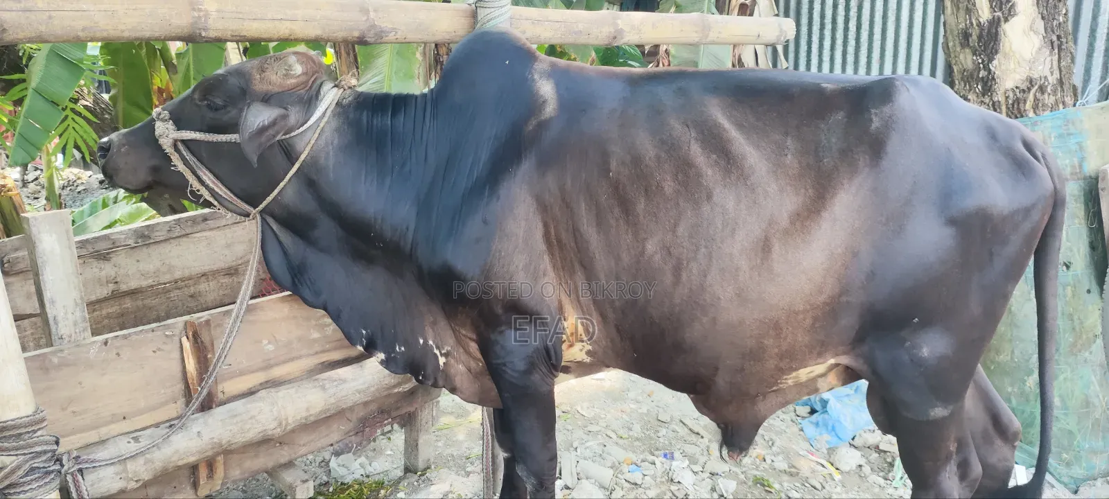 Qurbani Cow