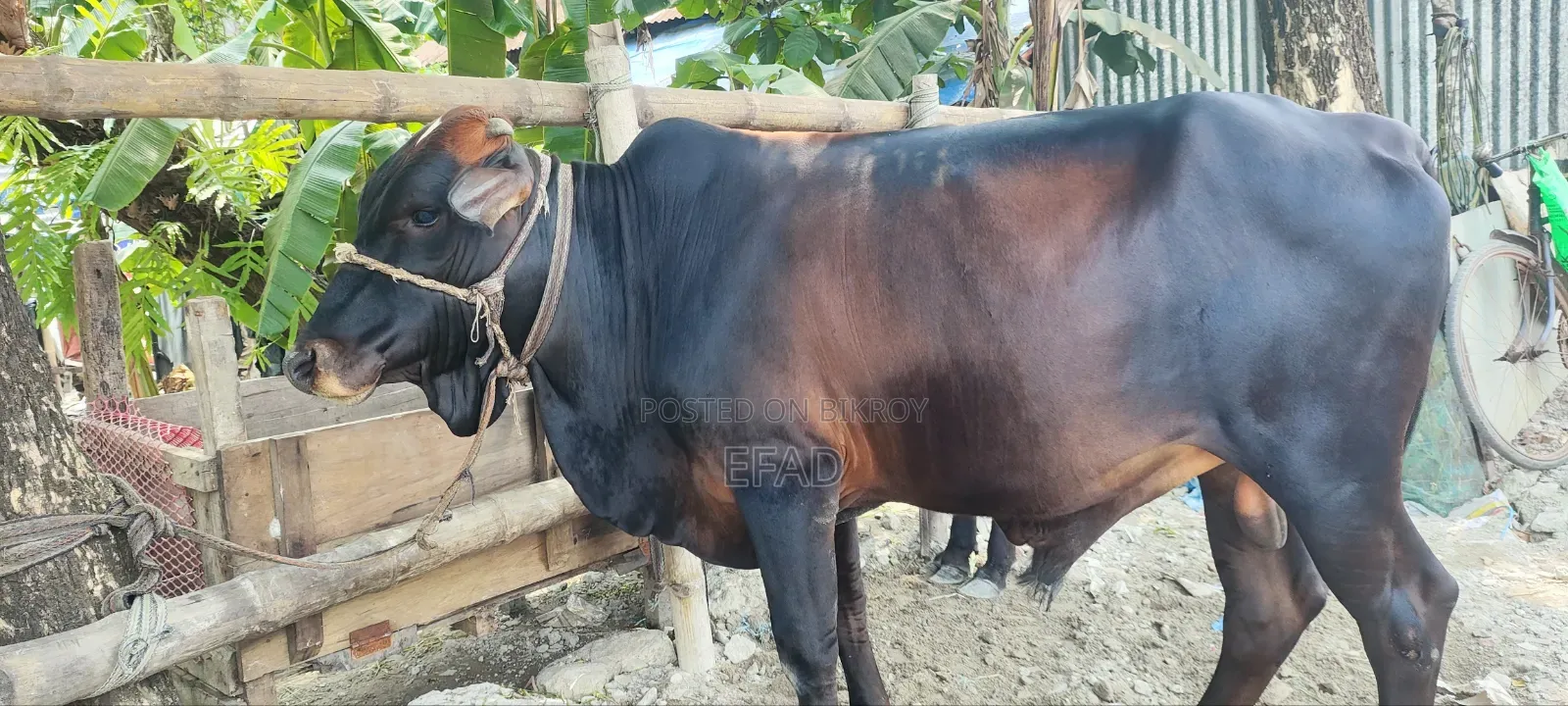 Qurbani Cow