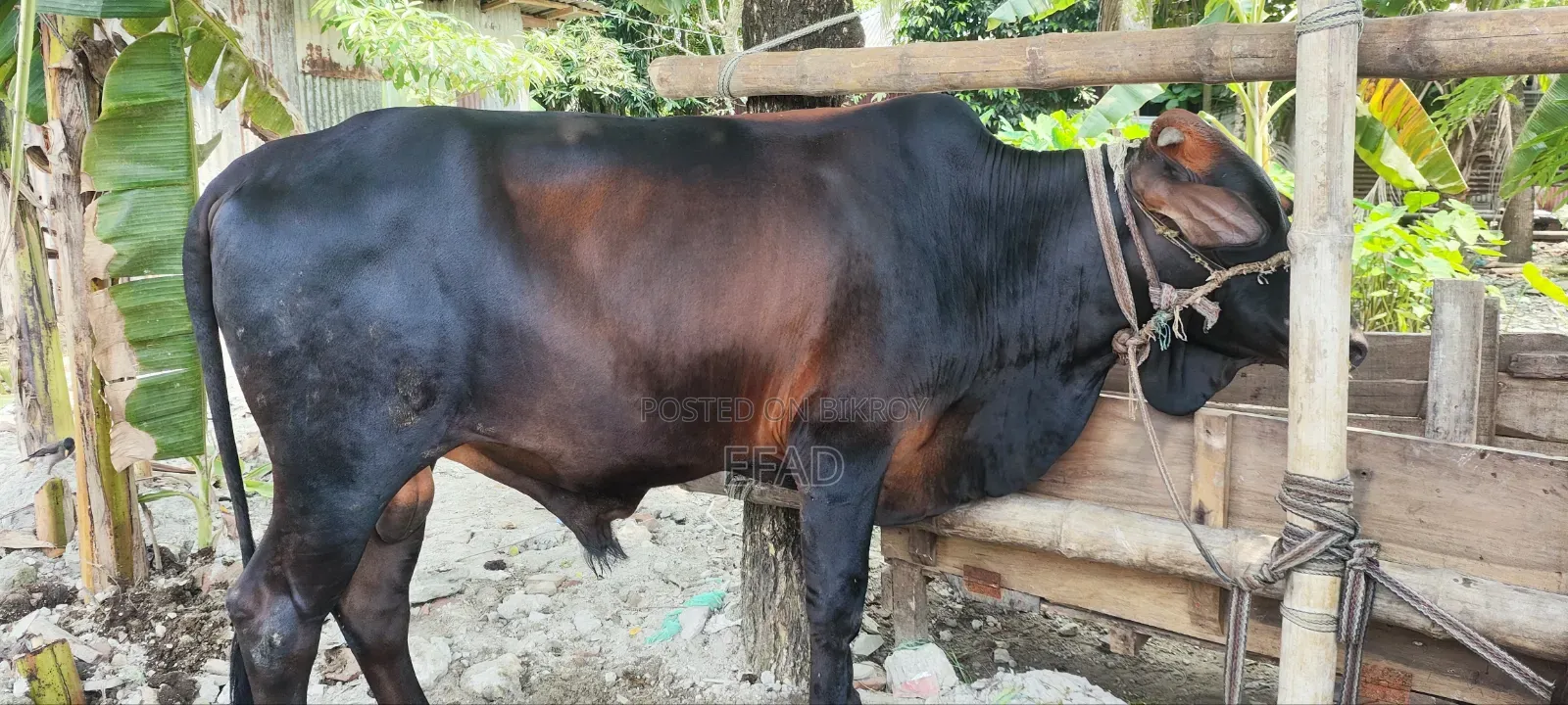 Qurbani Cow