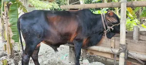 Qurbani Cow