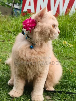 1+ Year Male Purebred Persian